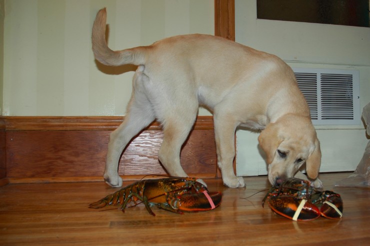 48LobsterDog.jpg