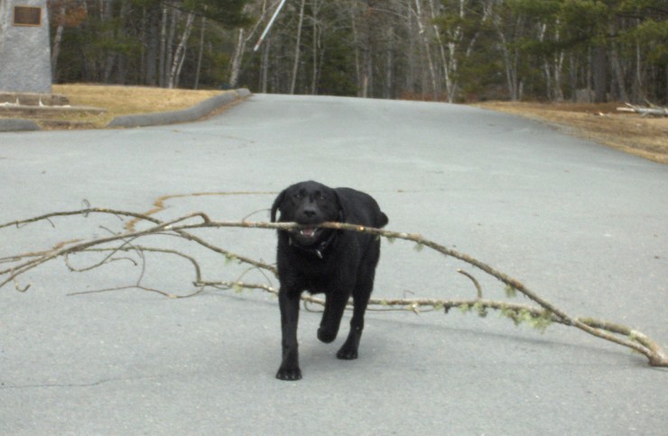 Angus_2HPIM3235.JPG
