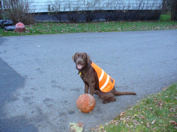 bailey_in_vest.jpg