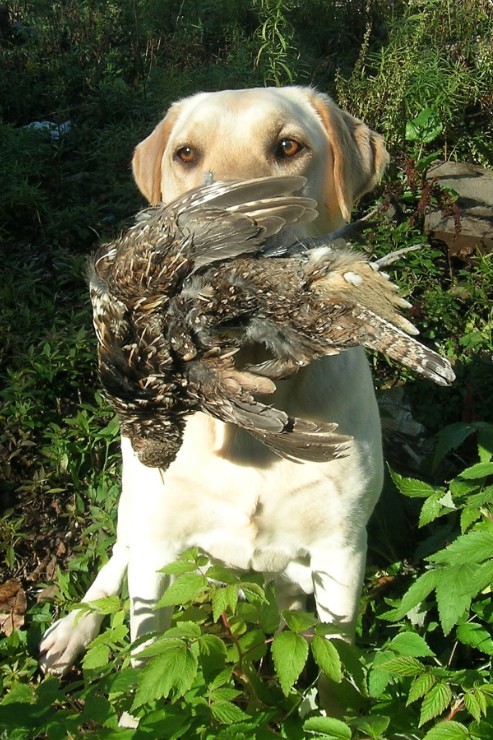 brook-grouse.jpg