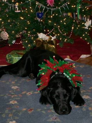 sable_xmas2006_001.jpg