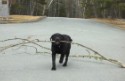 Angus_2HPIM3235.JPG