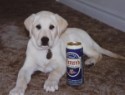 Tetley_721.jpg