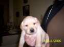 bellas_litter111806_100_6236.JPG