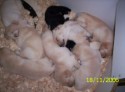 bellas_litter111806_100_6240.JPG