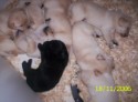 bellas_litter111806_100_6241.JPG