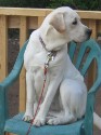 heatley-chair.JPG
