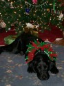 sable_xmas2006_001.jpg