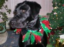 sable_xmas2006_003.jpg