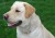 maxwell_profile_100sm.jpg