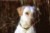 roo_100sm.jpg