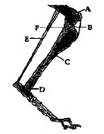 cruciate ligaments