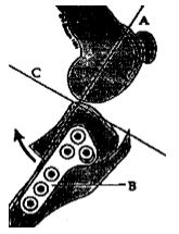 Intact ligaments