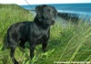Mutt
